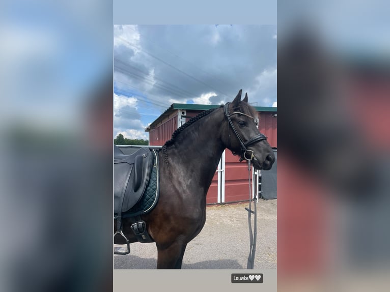 Frisones Caballo castrado 6 años 162 cm Negro in Bergheim