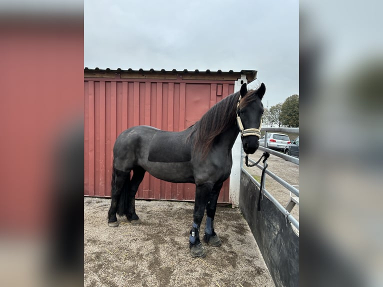 Frisones Caballo castrado 6 años 162 cm Negro in Bergheim