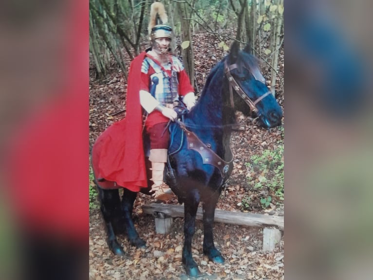 Frisones Mestizo Caballo castrado 6 años 162 cm Negro in Derental Frisones Mestizo Caballo castrado 6 años 162 cm Negro in Derental