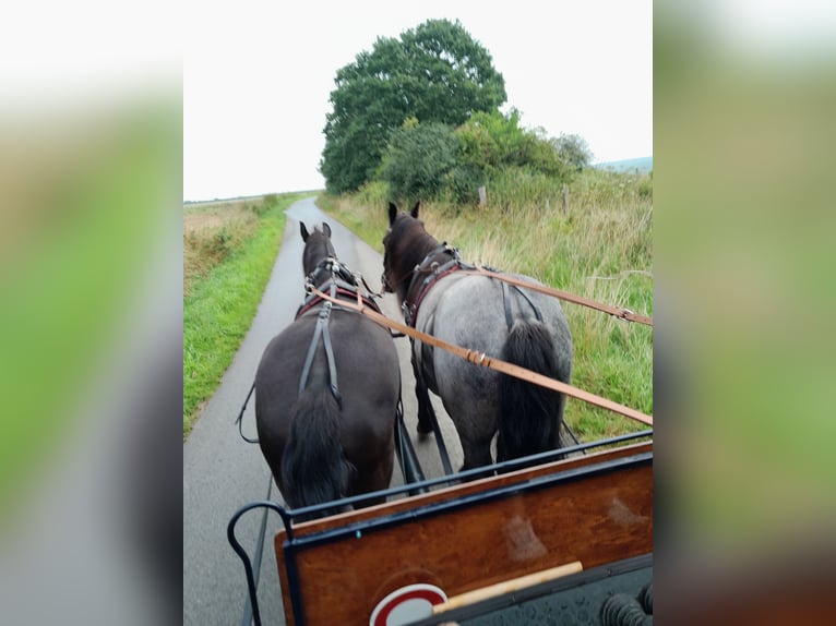 Frisones Mestizo Caballo castrado 6 años 162 cm Negro in Derental Frisones Mestizo Caballo castrado 6 años 162 cm Negro in Derental
