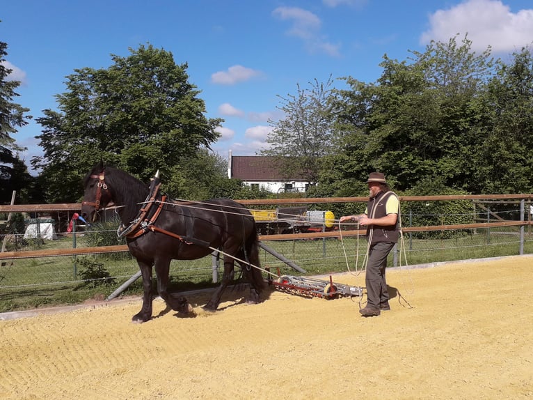 Frisones Mestizo Caballo castrado 6 años 162 cm Negro in Derental Frisones Mestizo Caballo castrado 6 años 162 cm Negro in Derental