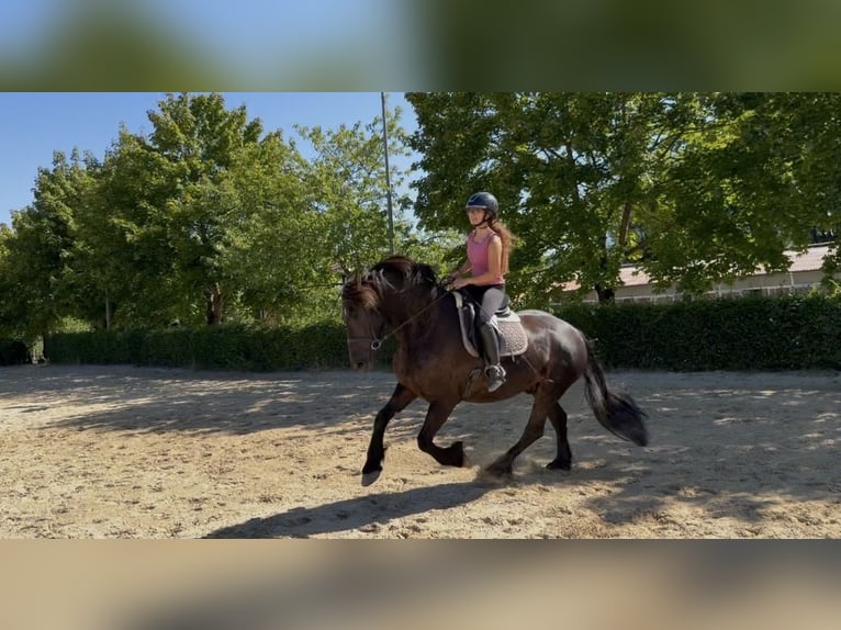 Frisones Caballo castrado 6 años 162 cm Negro in Marburg