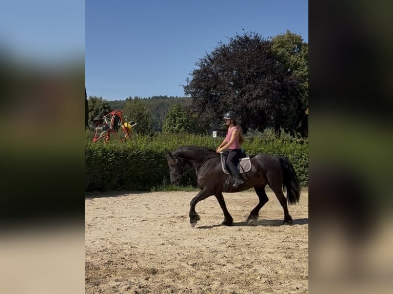 Frisones Caballo castrado 6 años 162 cm Negro in Marburg