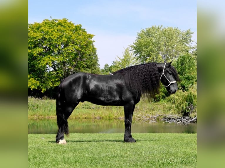 Frisones Caballo castrado 6 años 162 cm Negro in Howell