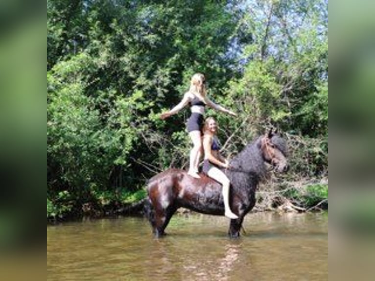 Frisones Caballo castrado 6 años 162 cm Negro in Howell
