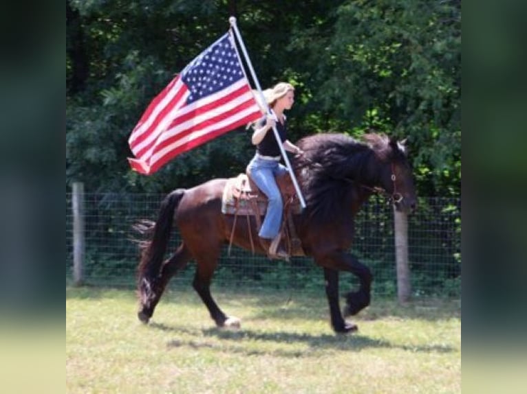 Frisones Caballo castrado 6 años 162 cm Negro in Howell