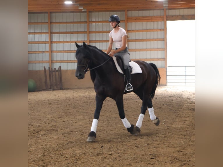Frisones Caballo castrado 6 años 162 cm Negro in Howell