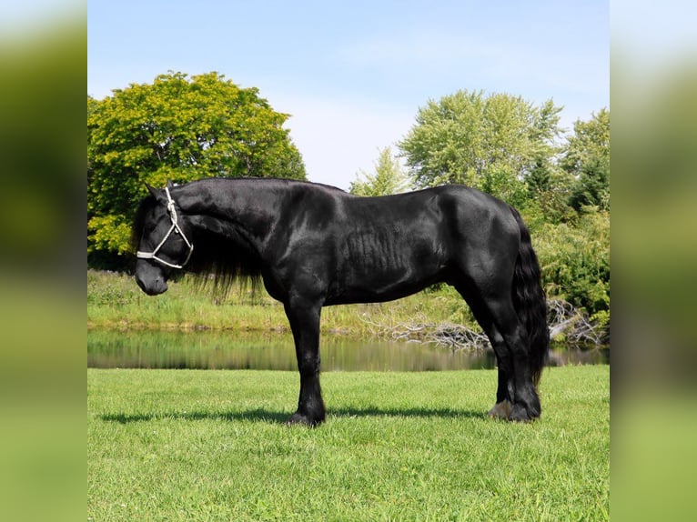 Frisones Caballo castrado 6 años 162 cm Negro in Howell