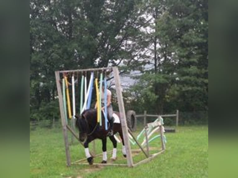 Frisones Caballo castrado 6 años 162 cm Negro in Howell