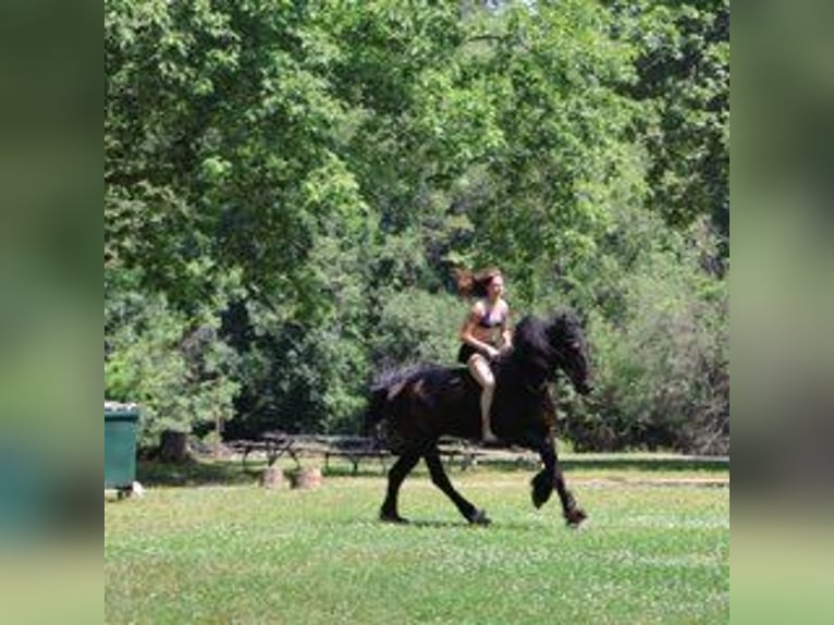 Frisones Caballo castrado 6 años 162 cm Negro in Howell