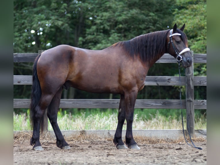 Frisones Mestizo Caballo castrado 6 años 163 cm in Strasburg