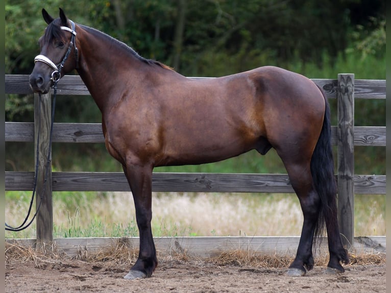 Frisones Mestizo Caballo castrado 6 años 163 cm in Strasburg
