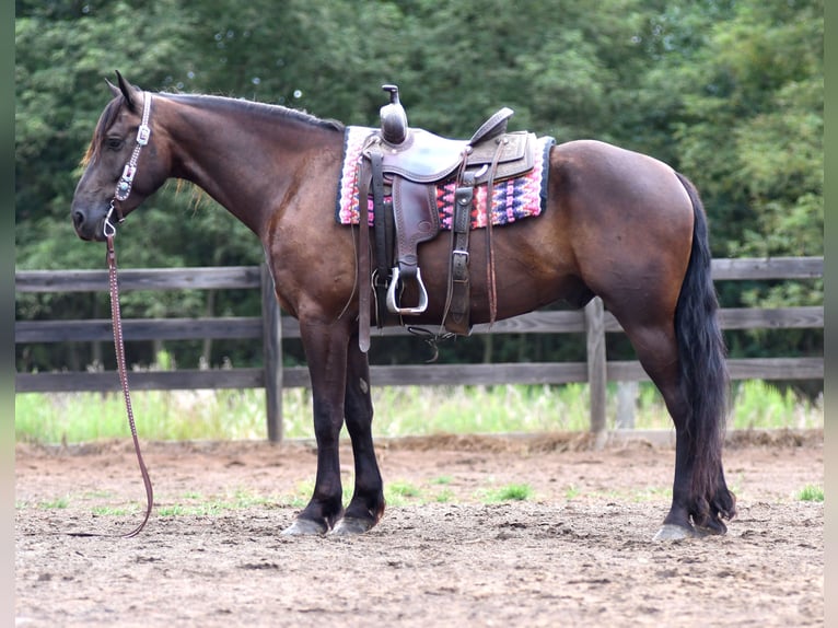 Frisones Mestizo Caballo castrado 6 años 163 cm in Strasburg