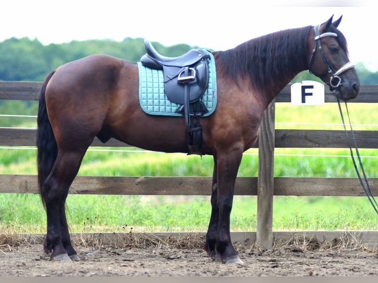 Frisones Mestizo Caballo castrado 6 años 163 cm in Strasburg
