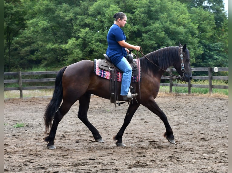 Frisones Mestizo Caballo castrado 6 años 163 cm in Strasburg