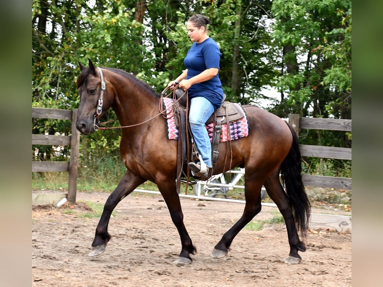 Frisones Mestizo Caballo castrado 6 años 163 cm in Strasburg