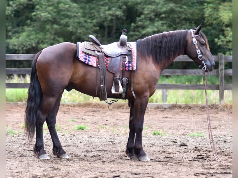 Frisones Mestizo Caballo castrado 6 años 163 cm in Strasburg