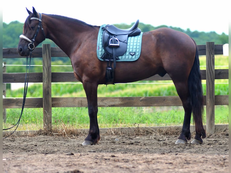 Frisones Mestizo Caballo castrado 6 años 163 cm in Strasburg