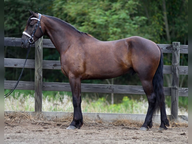 Frisones Mestizo Caballo castrado 6 años 163 cm in Strasburg