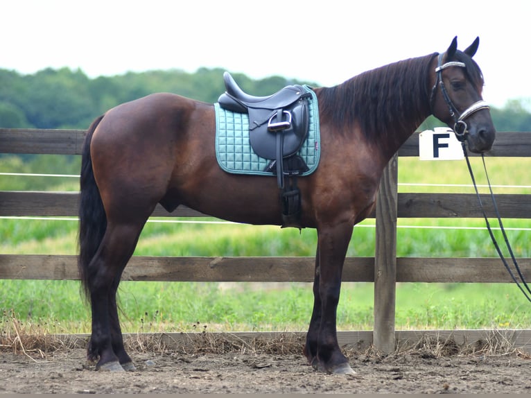 Frisones Mestizo Caballo castrado 6 años 163 cm in Strasburg