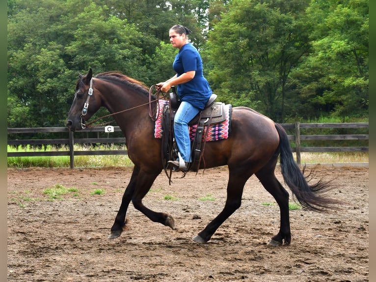 Frisones Mestizo Caballo castrado 6 años 163 cm in Strasburg