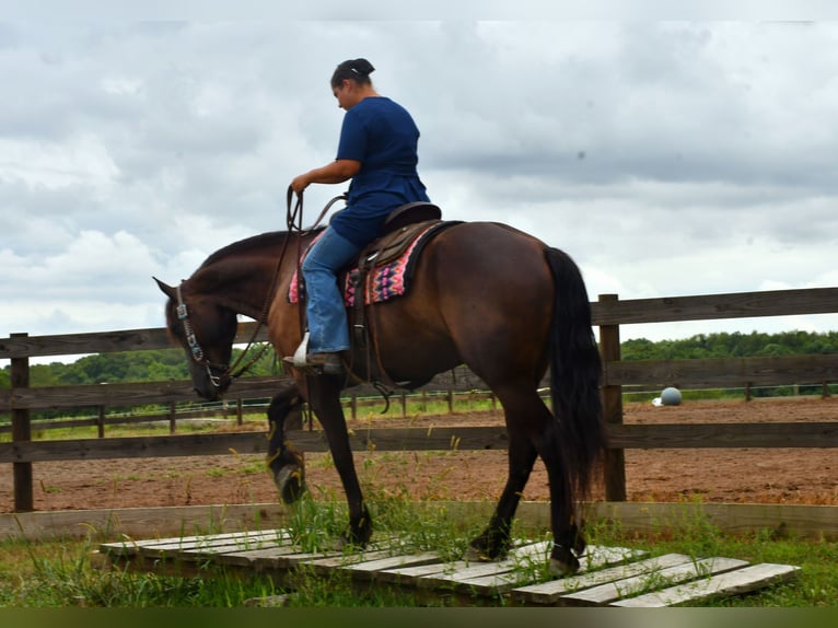 Frisones Mestizo Caballo castrado 6 años 163 cm in Strasburg