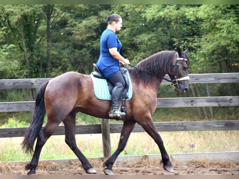 Frisones Mestizo Caballo castrado 6 años 163 cm in Strasburg