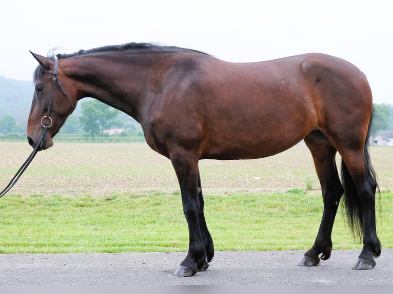Frisones Caballo castrado 6 años 163 cm Castaño oscuro in New Holland