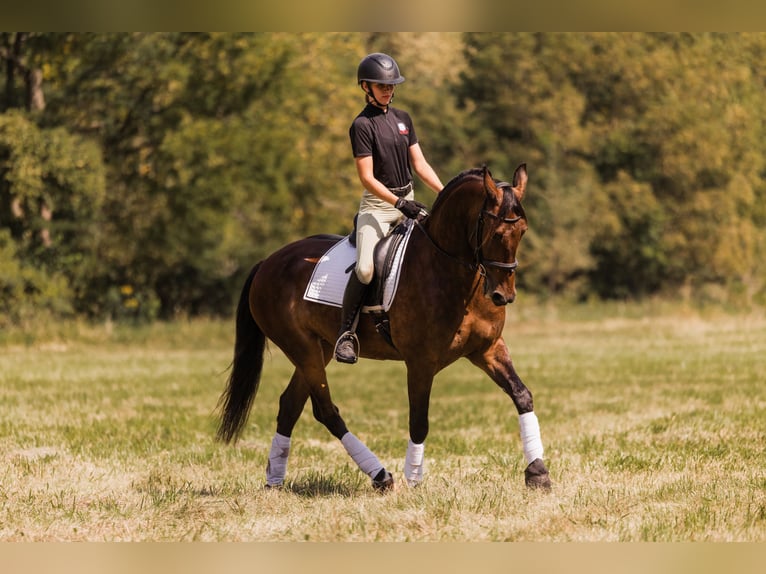 Frisones Caballo castrado 6 años 163 cm Castaño rojizo in Ames