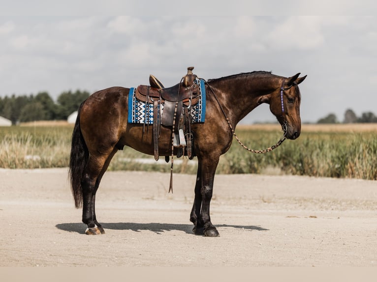 Frisones Caballo castrado 6 años 163 cm Castaño rojizo in Ames