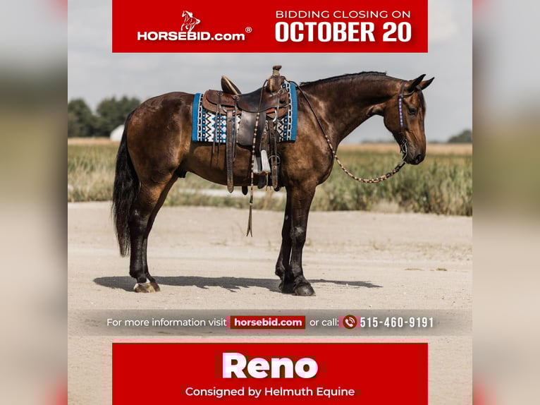 Frisones Caballo castrado 6 años 163 cm Castaño rojizo in Ames