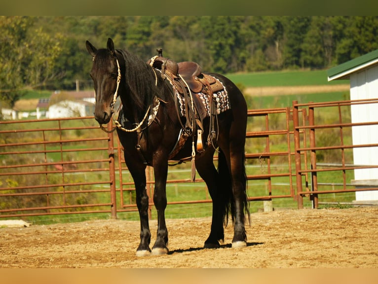 Frisones Caballo castrado 6 años 163 cm Castaño rojizo in Fresno