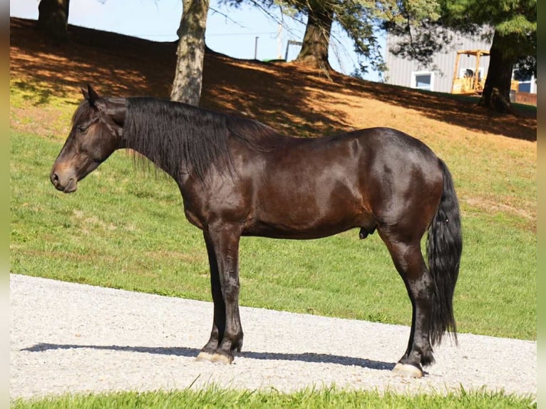 Frisones Caballo castrado 6 años 163 cm Castaño rojizo in Fresno