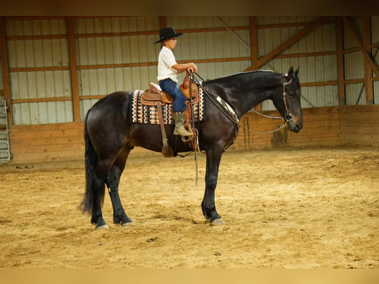 Frisones Caballo castrado 6 años 163 cm Castaño rojizo in Fresno