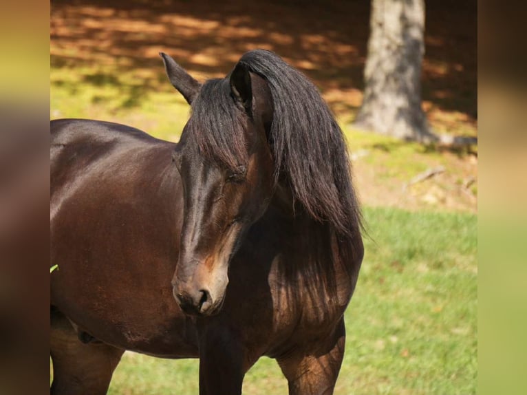 Frisones Caballo castrado 6 años 163 cm Castaño rojizo in Fresno