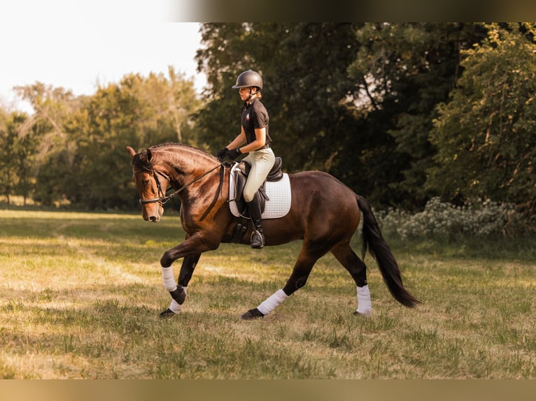 Frisones Mestizo Caballo castrado 6 años 163 cm Castaño rojizo in Ames