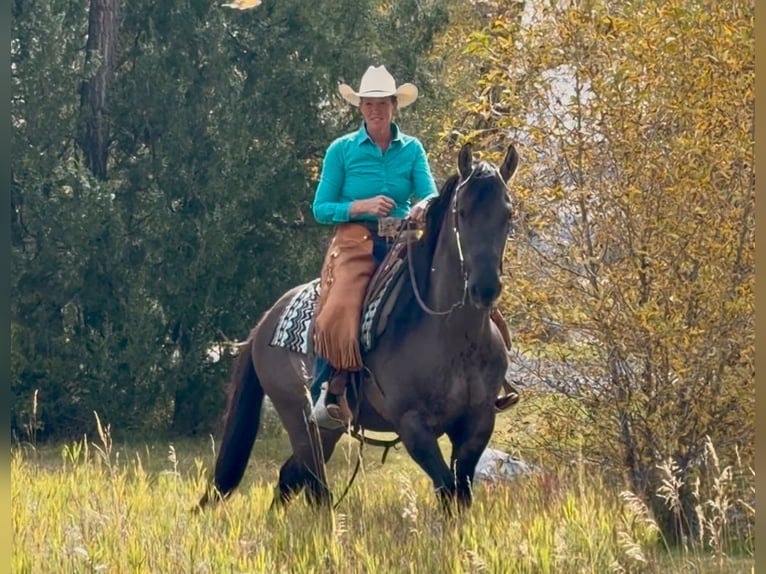 Frisones Mestizo Caballo castrado 6 años 163 cm Grullo in Bozeman
