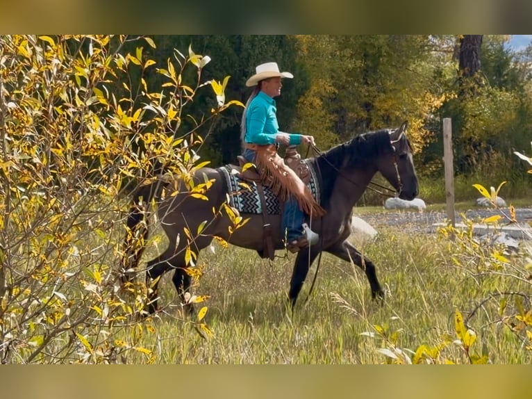 Frisones Mestizo Caballo castrado 6 años 163 cm Grullo in Bozeman