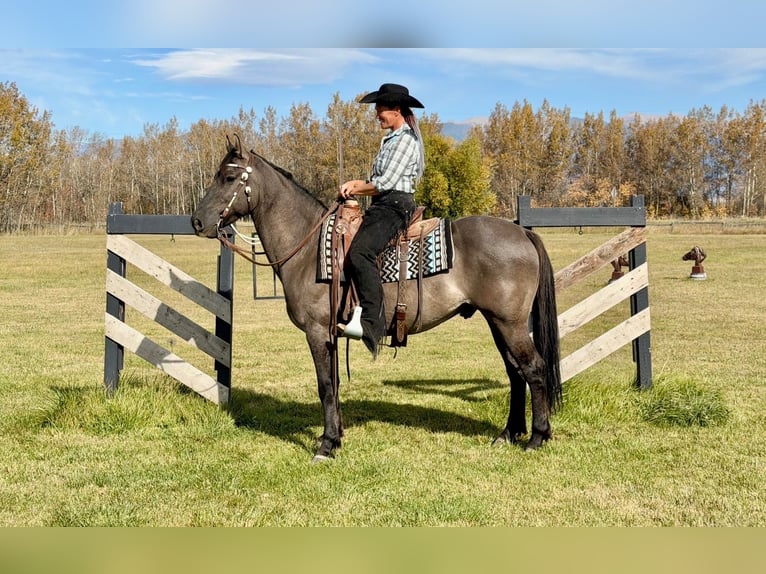 Frisones Mestizo Caballo castrado 6 años 163 cm Grullo in Bozeman