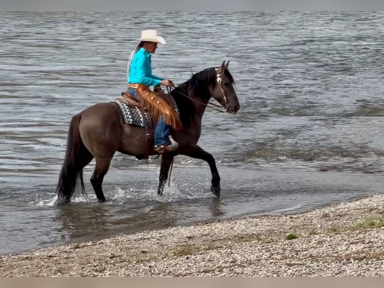 Frisones Mestizo Caballo castrado 6 años 163 cm Grullo in Bozeman