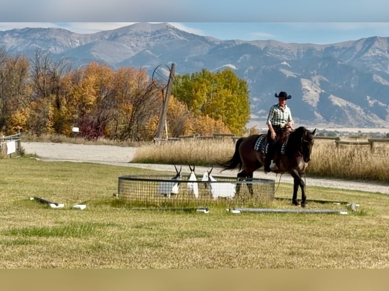 Frisones Mestizo Caballo castrado 6 años 163 cm Grullo in Bozeman