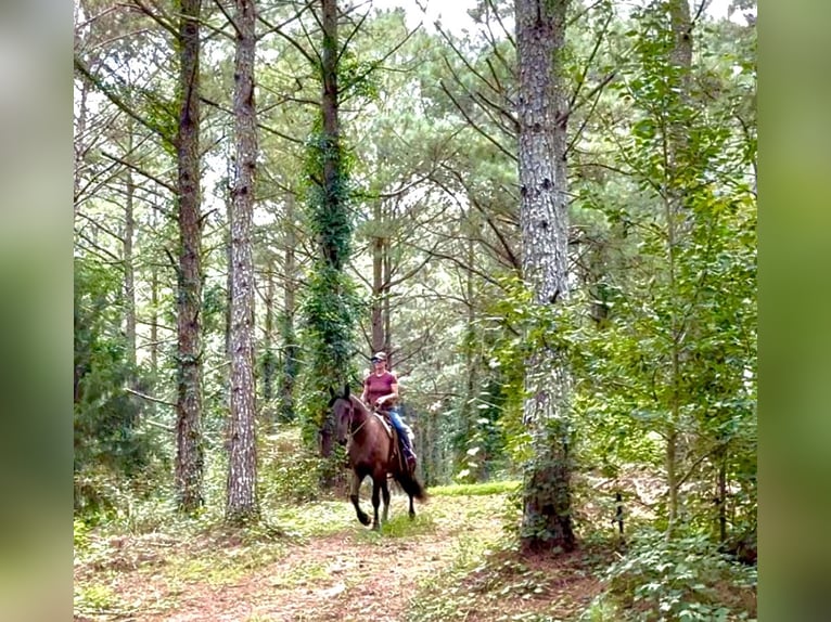 Frisones Caballo castrado 6 años 163 cm Negro in Johnston