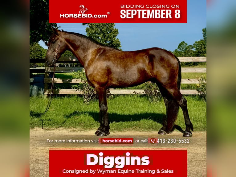 Frisones Caballo castrado 6 años 163 cm Negro in Johnston