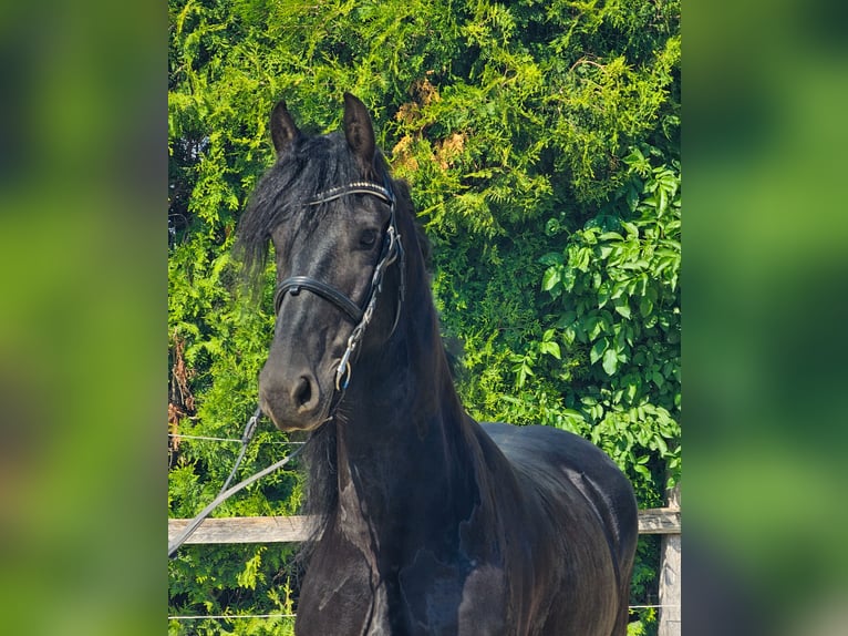 Frisones Caballo castrado 6 años 163 cm Negro in Ptuj