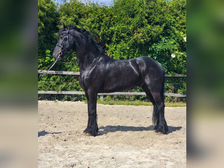 Frisones Caballo castrado 6 años 163 cm Negro in Ptuj