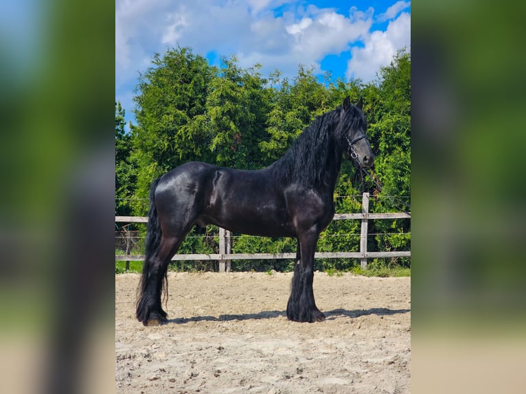 Frisones Caballo castrado 6 años 163 cm Negro in Ptuj