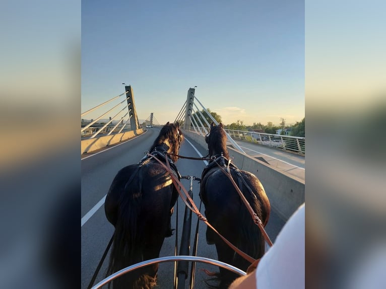 Frisones Caballo castrado 6 años 163 cm Negro in Ptuj