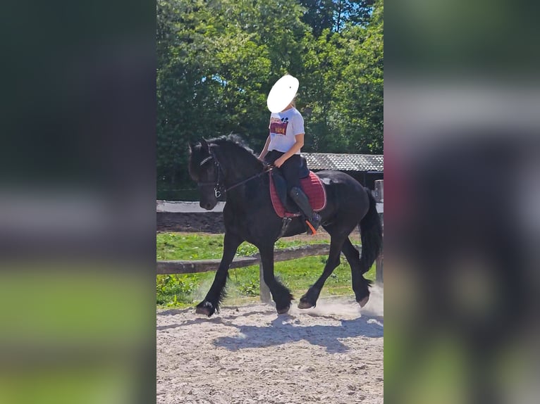 Frisones Caballo castrado 6 años 163 cm Negro in Ptuj
