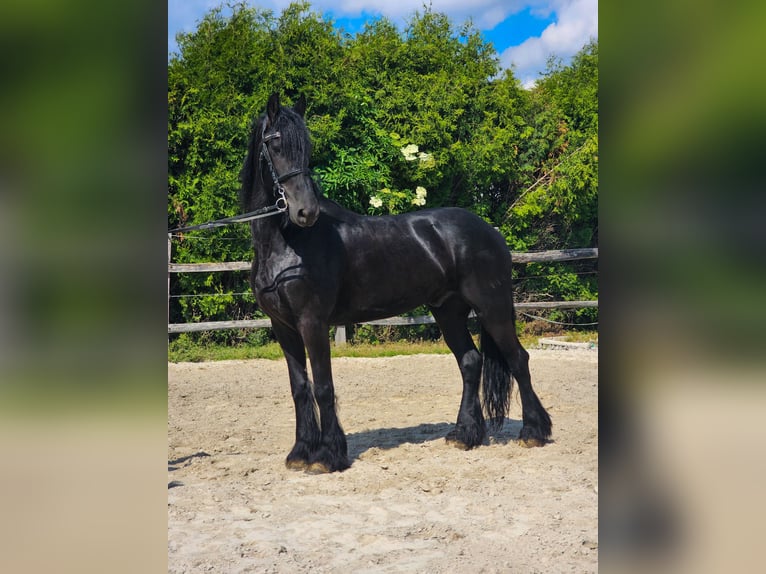Frisones Caballo castrado 6 años 163 cm Negro in Ptuj