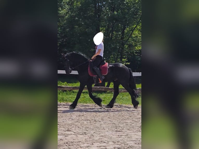 Frisones Caballo castrado 6 años 163 cm Negro in Ptuj